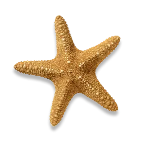 Star Fish